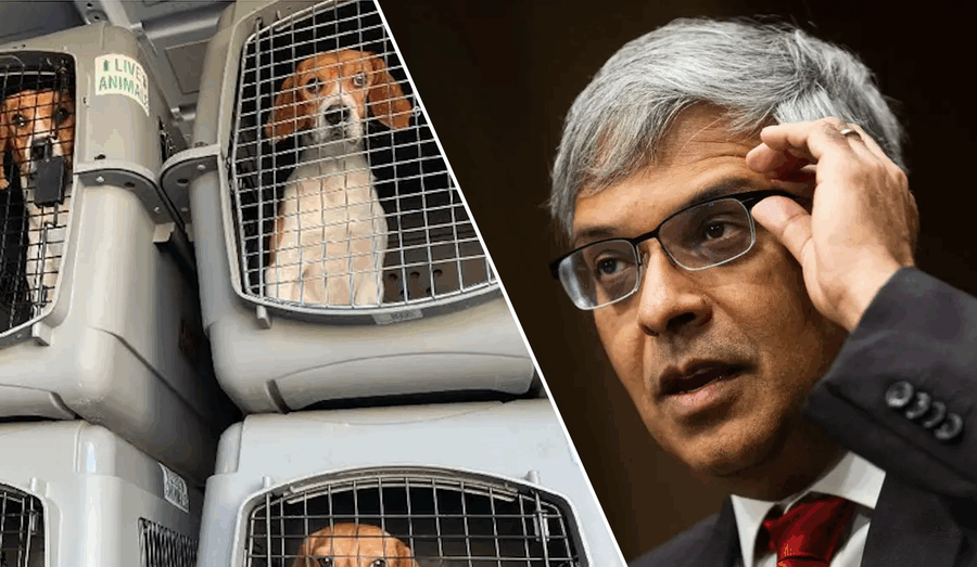 NIH closes experimentation labs accused of brutally killing thousands of beagles for 40+ years