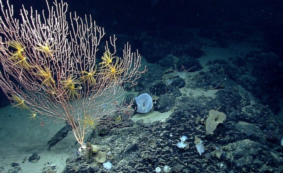Trump reopens Atlantic Ocean monument to commercial fishing