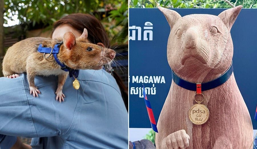Seven-foot statue unveiled honoring Magawa, award-winning rat who found more than 100 landmines in Cambodia