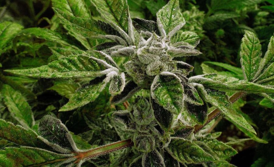 Trump reclassifies state-licensed medical marijuana in historic shift