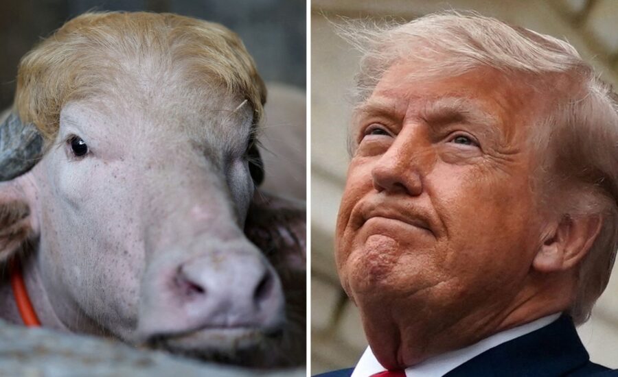 Viral ‘Donald Trump’ buffalo spared from sacrifice in Bangladesh
