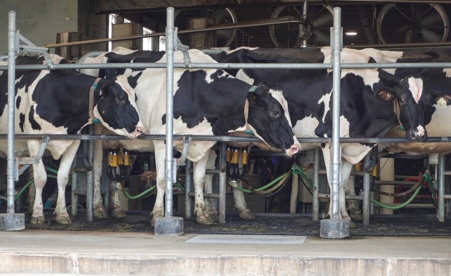 Trump tariffs hit Canada’s dairy farmers as US sales stall